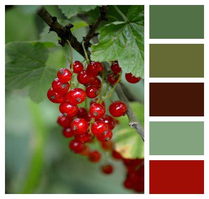 Black Currants Red Currant Berries Image